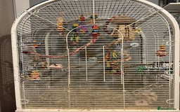 Cockatiels birds for sale: M/F cockatiels with cage - Image 5