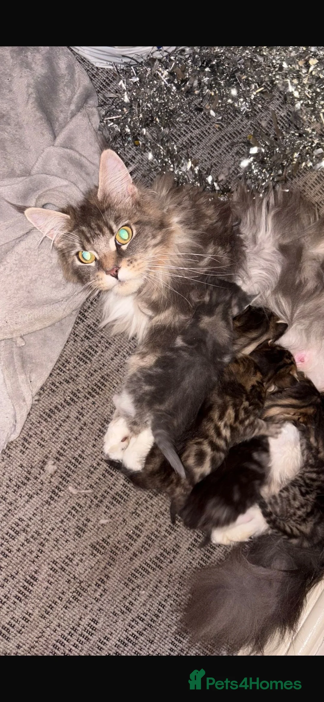 Mixed Breed cats for sale: Gorgeous Mainecoon x Bengal - Advert 2