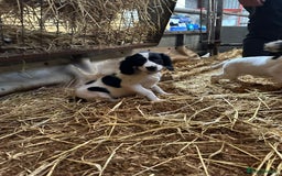 English Springer Spaniel dogs for sale: Springer spaniel pups for sale  - Advert 2