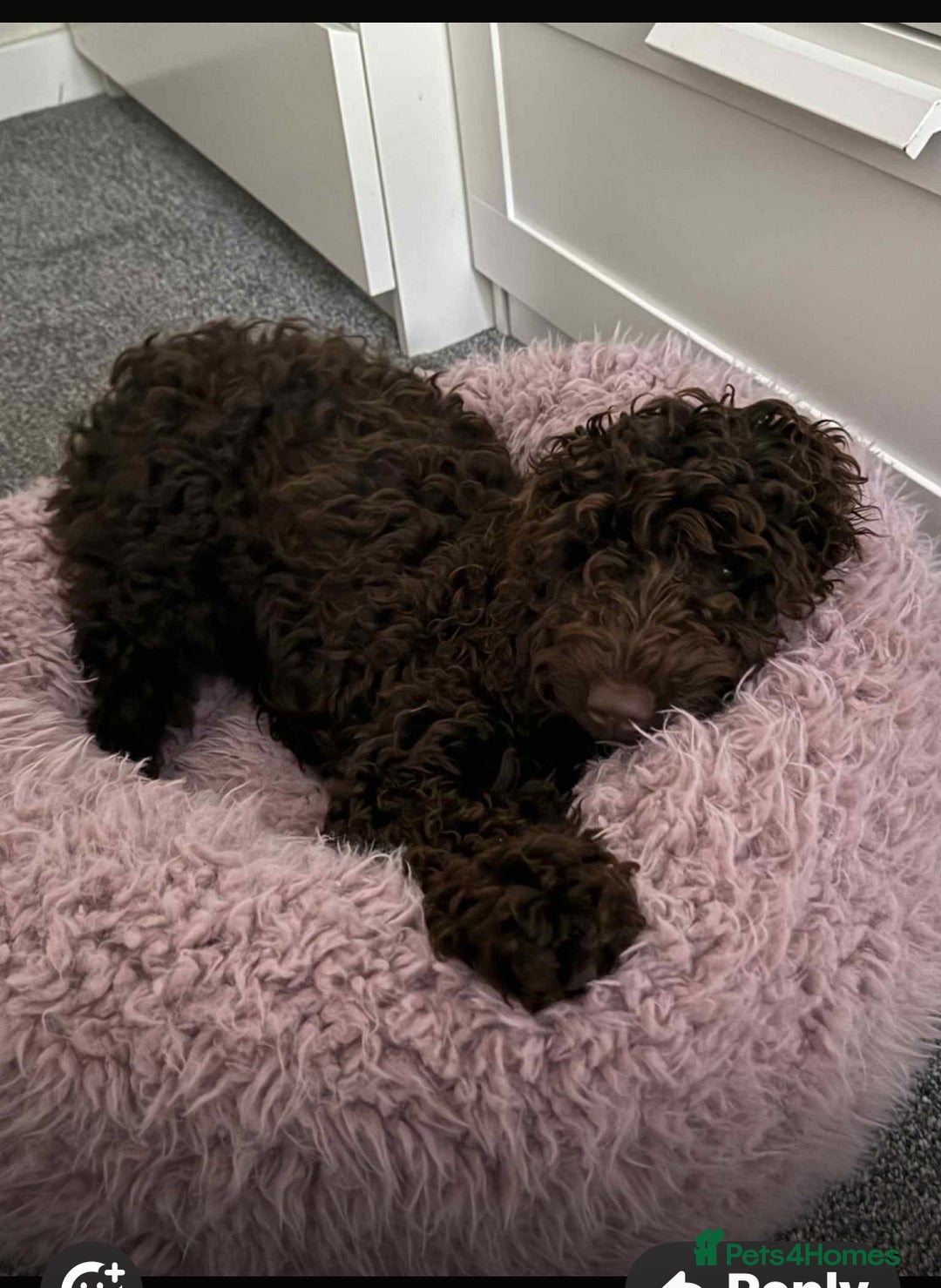 Cockapoo dogs for sale: F1B Cockapoo’s  - Advert 11