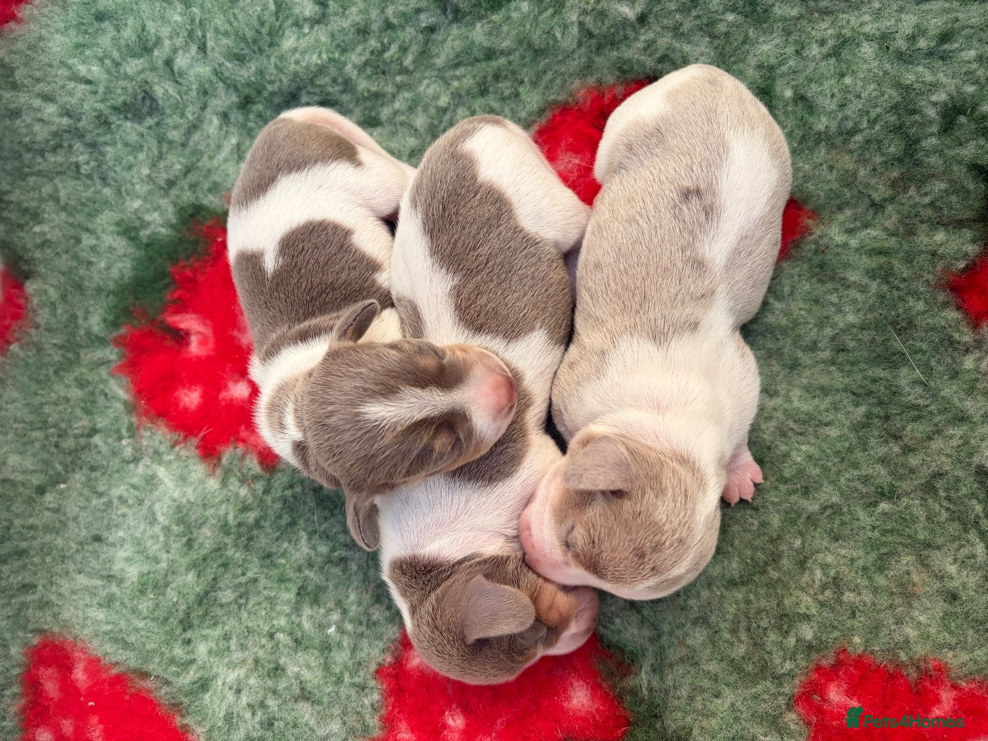 Miniature Dachshund dogs for sale: Piebald Dapple miniature dachshund puppies - Advert 14