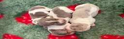 Miniature Dachshund dogs for sale: Piebald Dapple miniature dachshund puppies - Advert 1