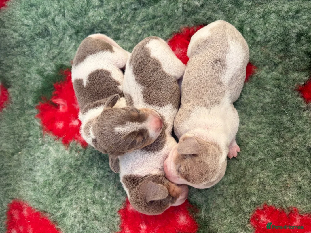 Miniature Dachshund dogs for sale: Piebald Dapple miniature dachshund puppies - Advert 1