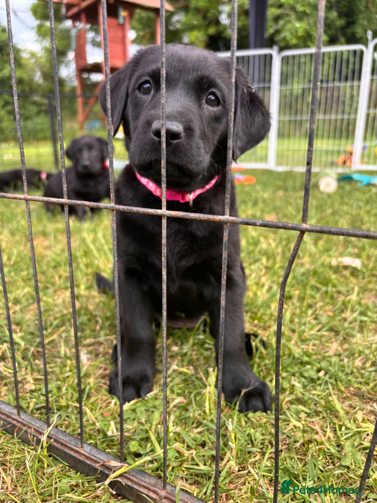 Labrador Retriever Puppy 2