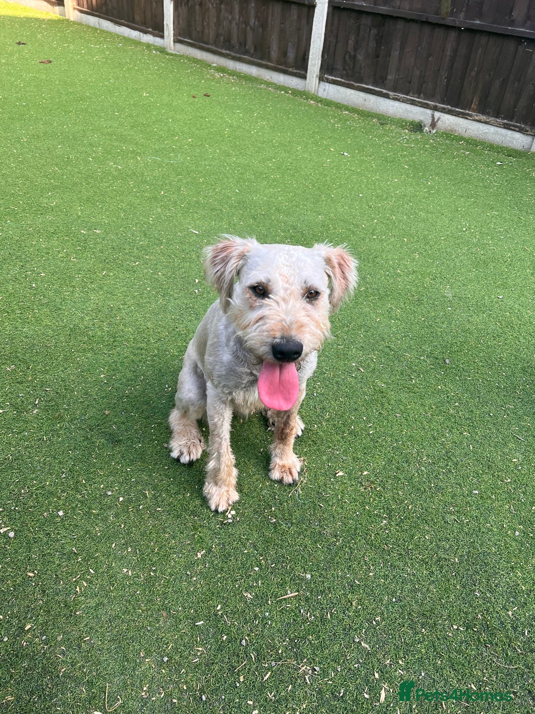 Soft Coated Wheaten Terrier dogs for sale: Irish Wheaton terrier  - Image 8