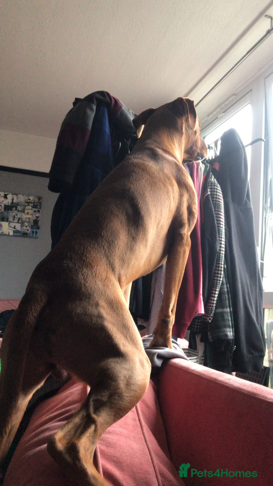 Mixed Breed dogs for stud: Rouge  - Advert 4