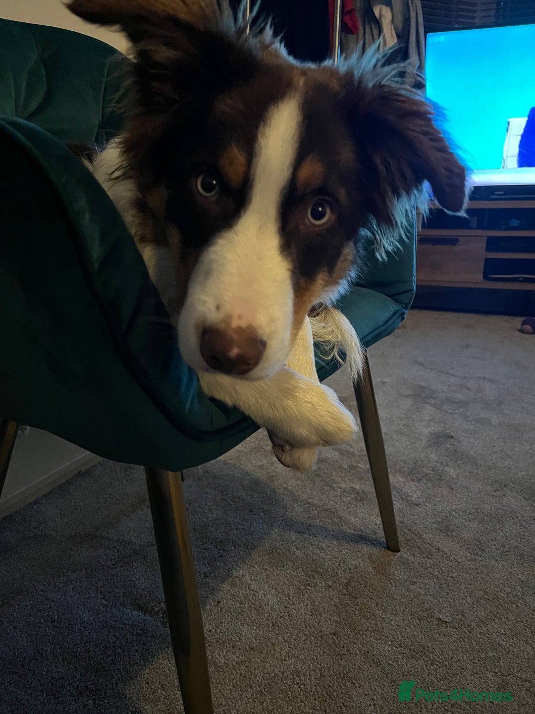 Border Collie dogs for sale: Chocolate, tan and white pedigree border collie - Advert 9