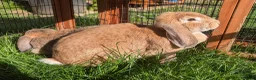 French Lop rabbits for sale: 2x 1 Year Old French Lop Doe Sisters - Advert 1