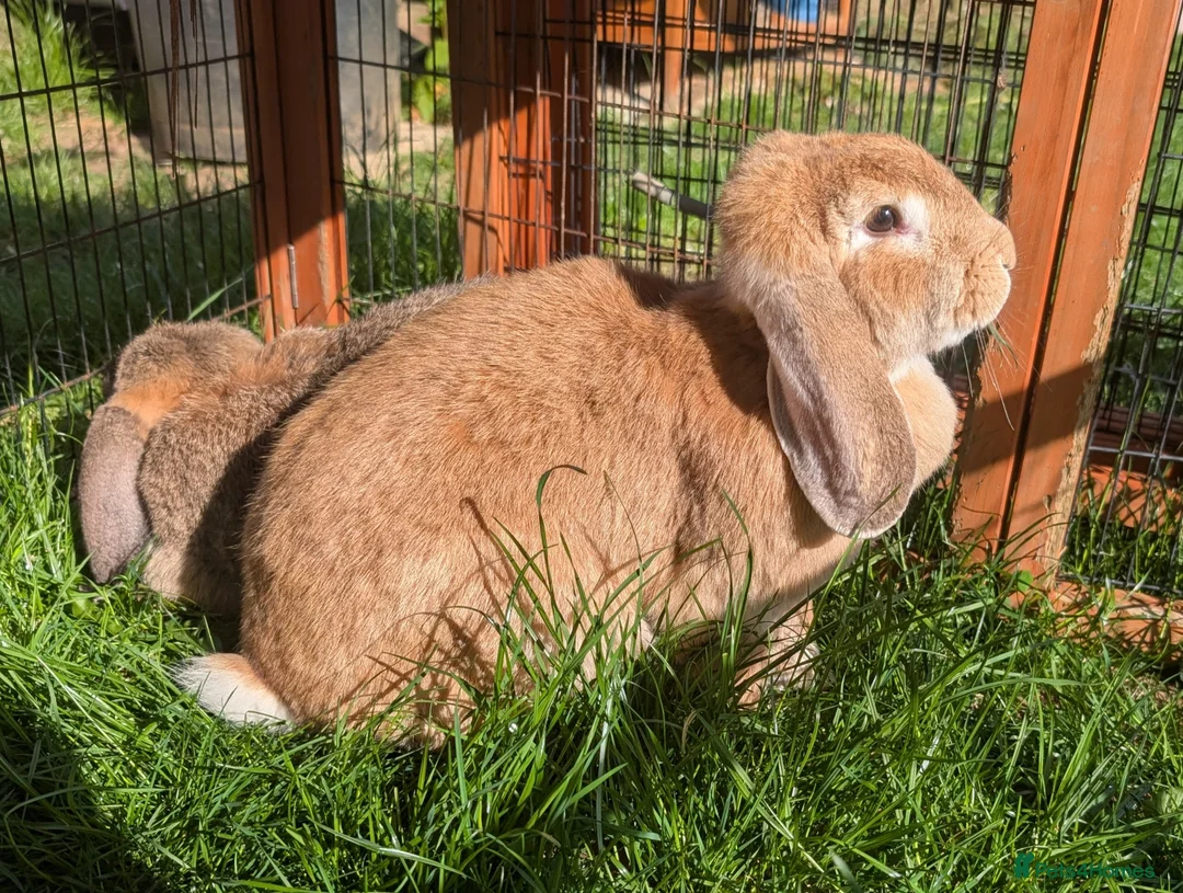 French Lop rabbits for sale: 2x 1 Year Old French Lop Doe Sisters - Advert 1