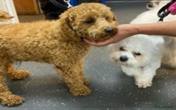 Poochon dogs for sale: F1 poochon puppies   - Image 13