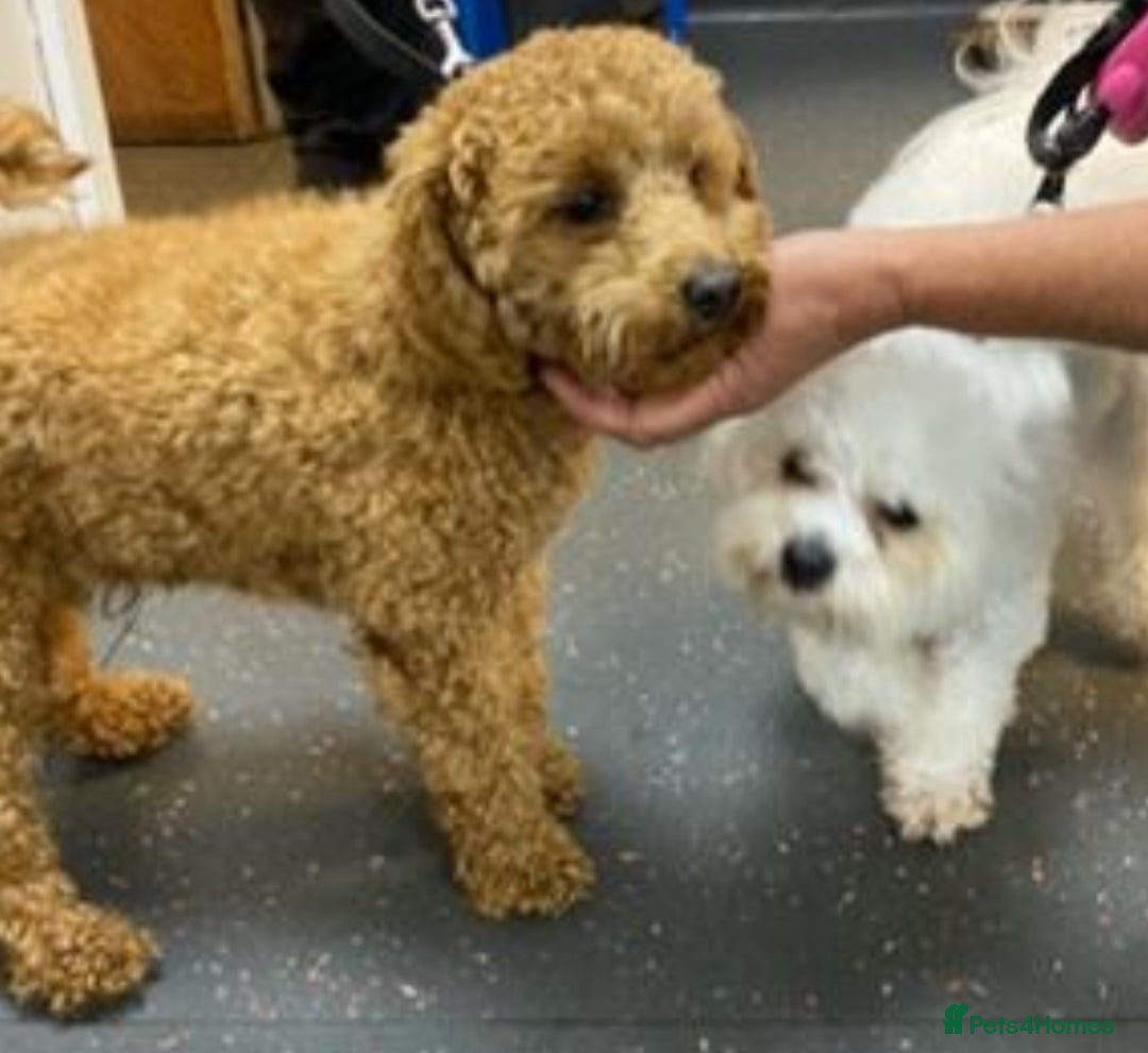 Poochon dogs for sale: F1 poochon puppies   - Image 13