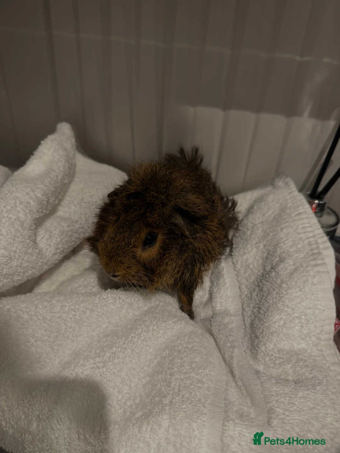 Guinea Pig rodents for sale: Rehoming my guinea pig in London - Advert 5