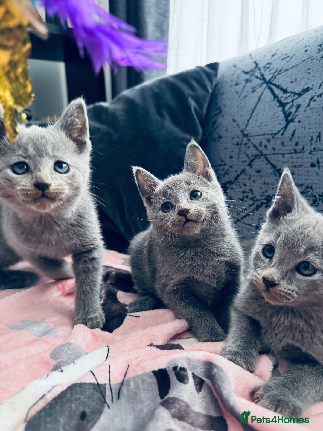 Russian Blue cats for sale: Adorable Russian Blue kittens  - Advert 7