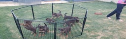 Australian Kelpie dogs for sale: Working Australian Kelpie Boys&Girls Pupps - Advert 1