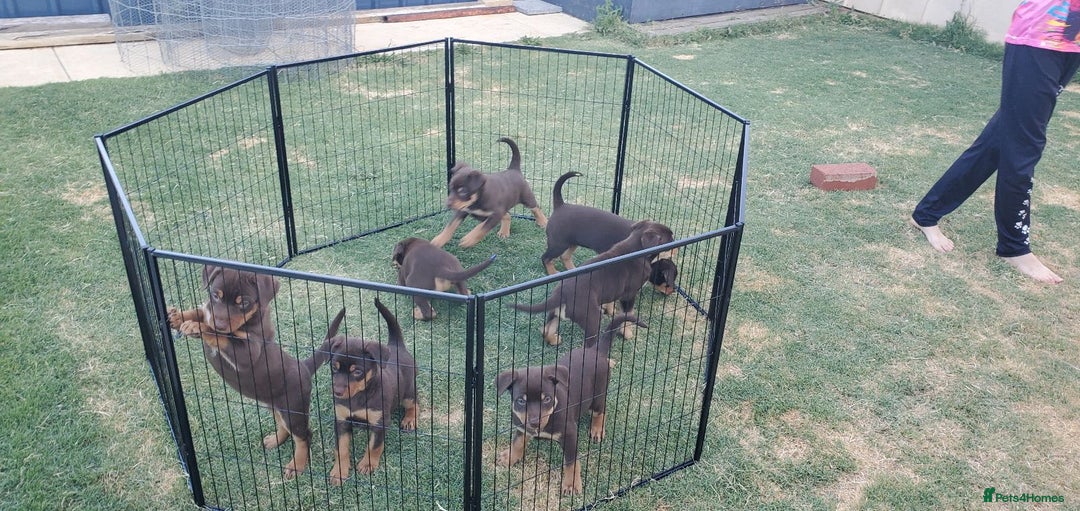 Australian Kelpie dogs for sale: Working Australian Kelpie Boys&Girls Pupps - Advert 1