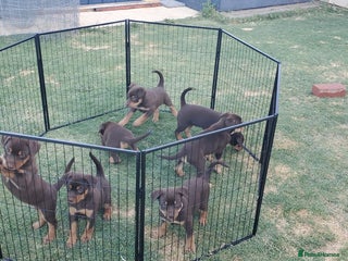 Australian Kelpie dogs Working Australian Kelpie Boys&Girls Pupps - Advert 1