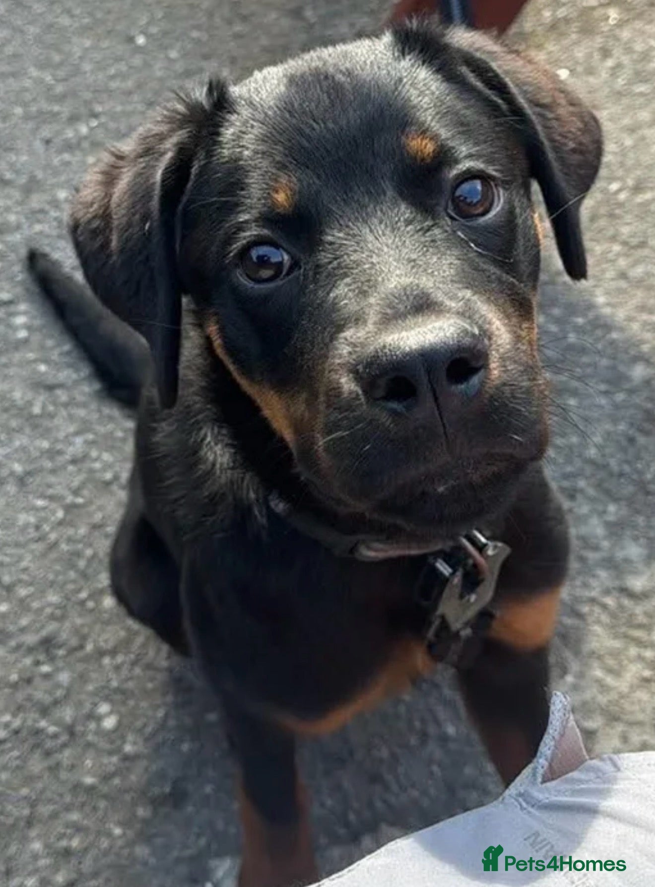Rottweiler dogs Nala 6 months old  - Advert 1