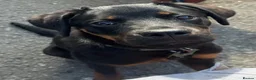 Rottweiler dogs for sale: Nala 6 months old  in Pickering - Advert 1