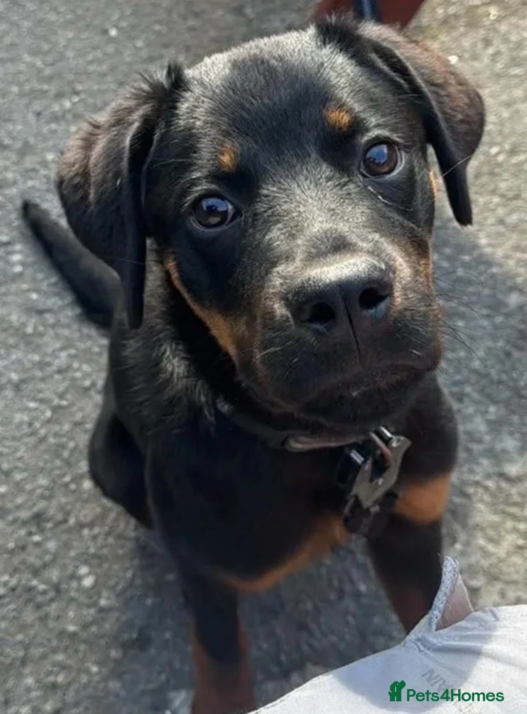 Rottweiler dogs for sale: Nala 6 months old  in Pickering - Advert 1