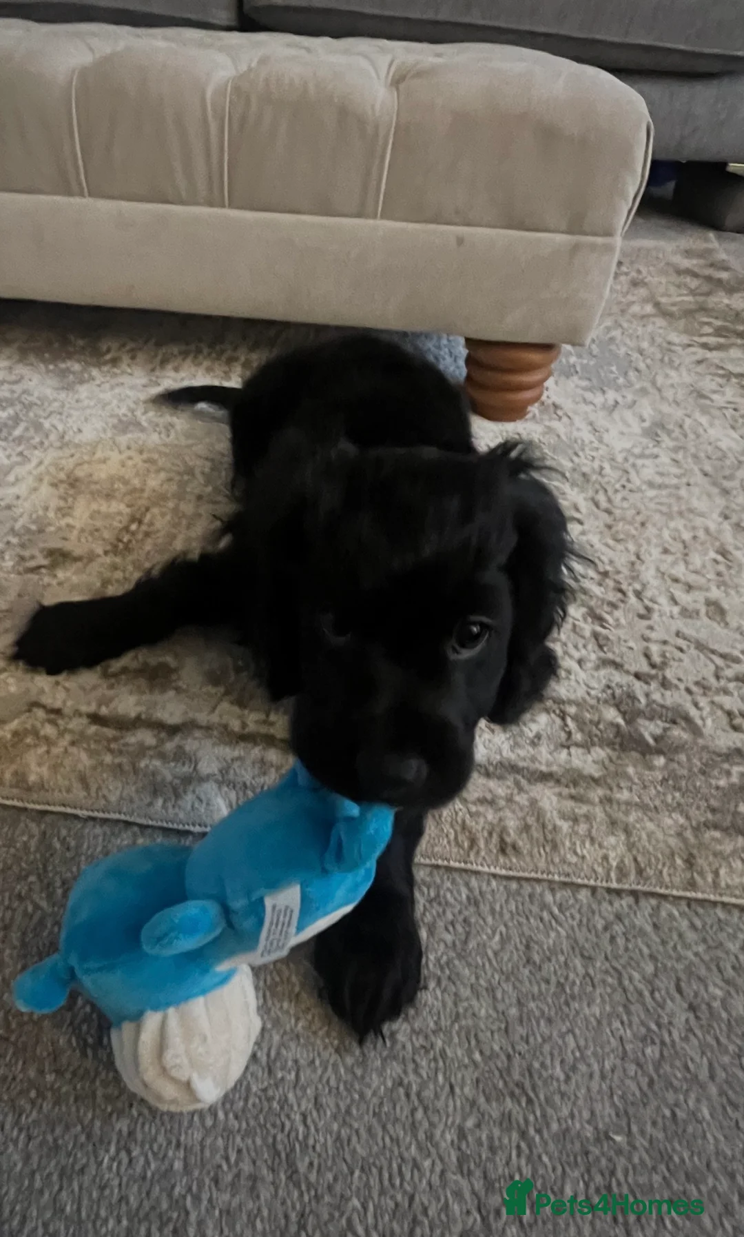 Mixed Breed dogs for sale: Gorgeous cavapoo puppy  - Advert 1