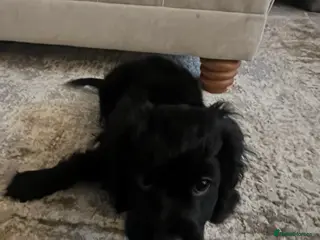 Mixed Breed dogs Gorgeous cavapoo puppy - Advert 3