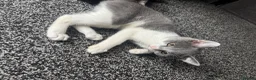 Mixed Breed cats for sale: Kitten for sale in Bradford - Advert 3