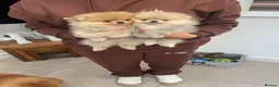 Pomeranian dogs for sale: KC mini Pomeranian  - Advert 5