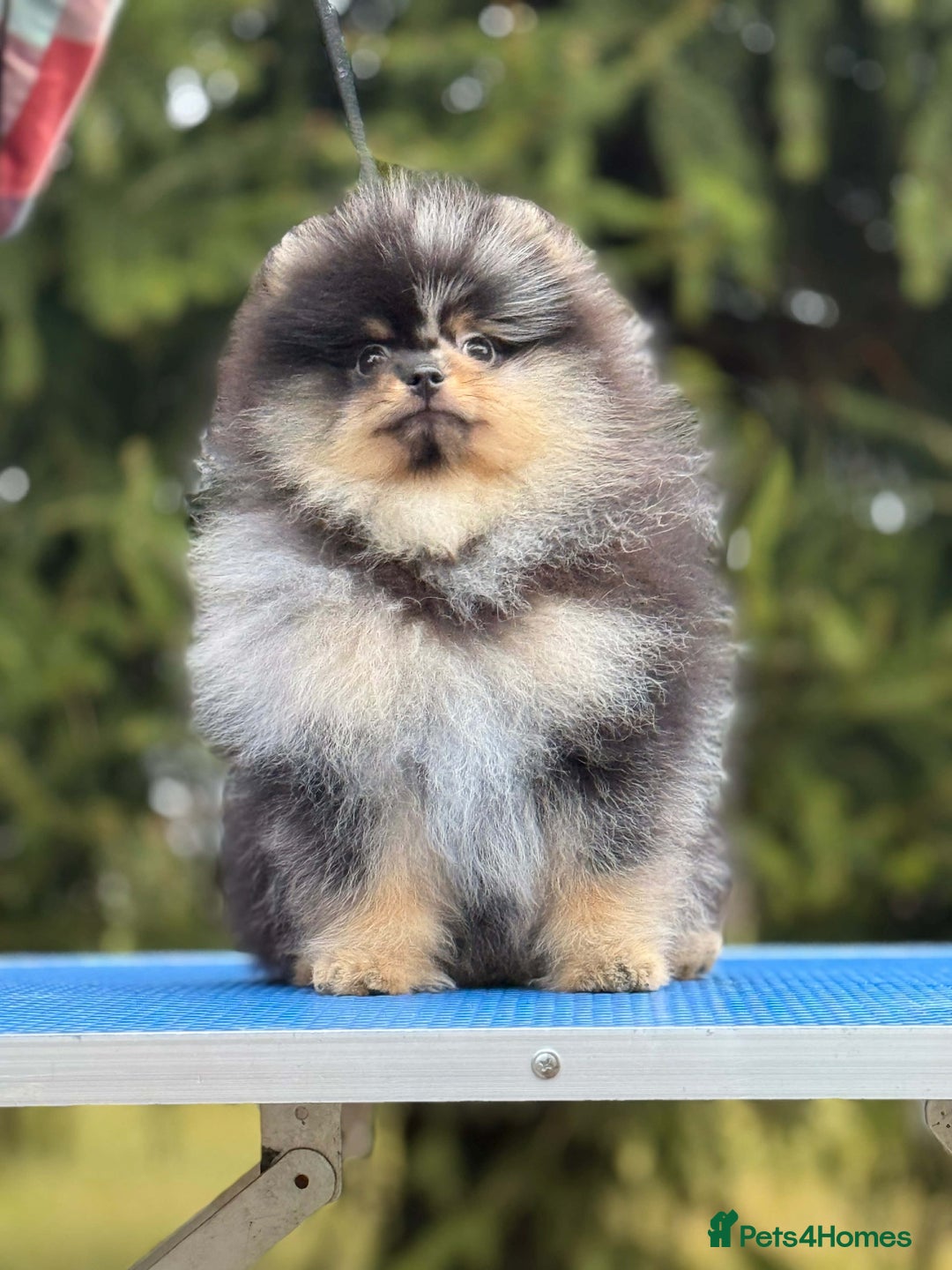 Pomeranian dogs for stud: Top quality proven Pomeranian stud  - Advert 17