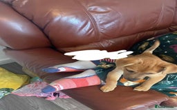 Mixed Breed dogs for sale: 13 week old Jack Russell and Pomeranian mix puppy  - Image 5