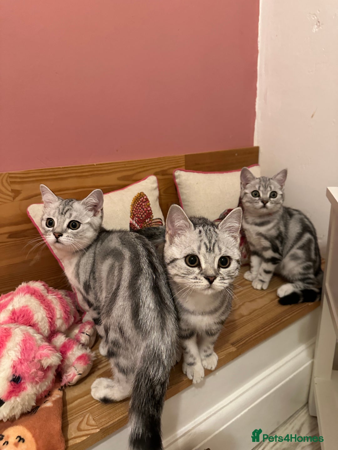 British Shorthair cats for sale: Silver Tabby BSH GCCF registered Kittens - Image 14