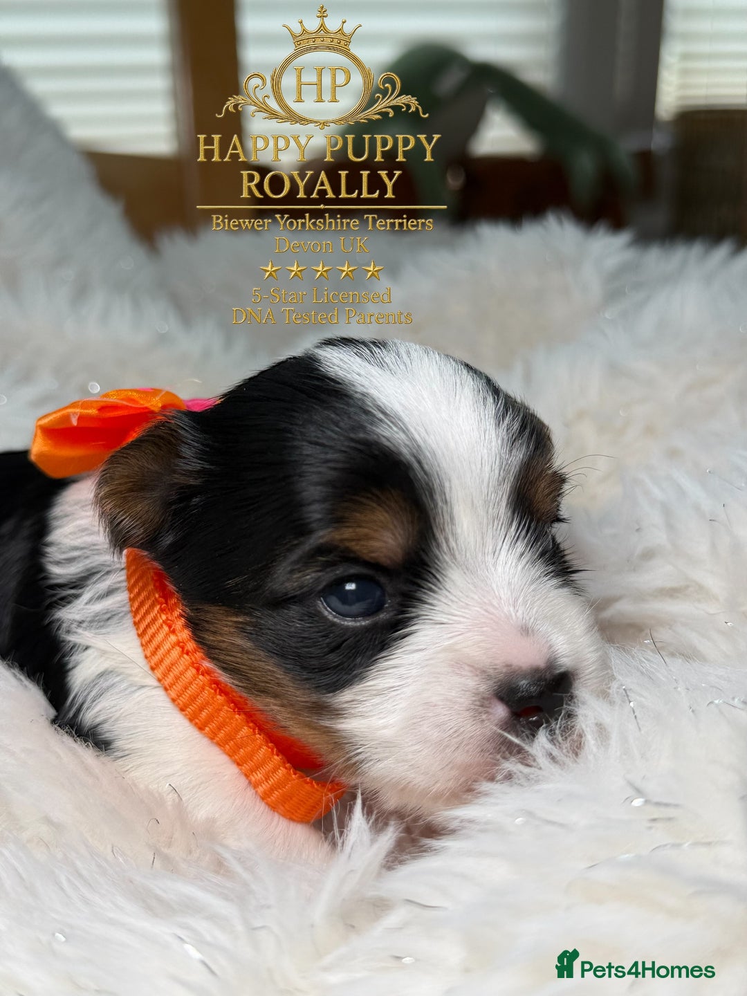 Biewer Terrier dogs for sale: BIEWER YORKIE PUPPIES 4 Available Licensed Breeder - Advert 2