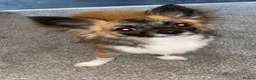 Mixed Breed dogs for sale: Chug puppies in Rochdale - Advert 5