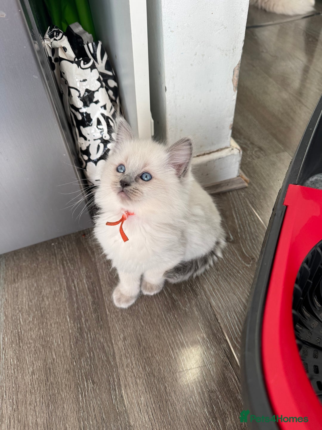 Ragdoll cats for sale: Ragdoll kitten - Advert 9