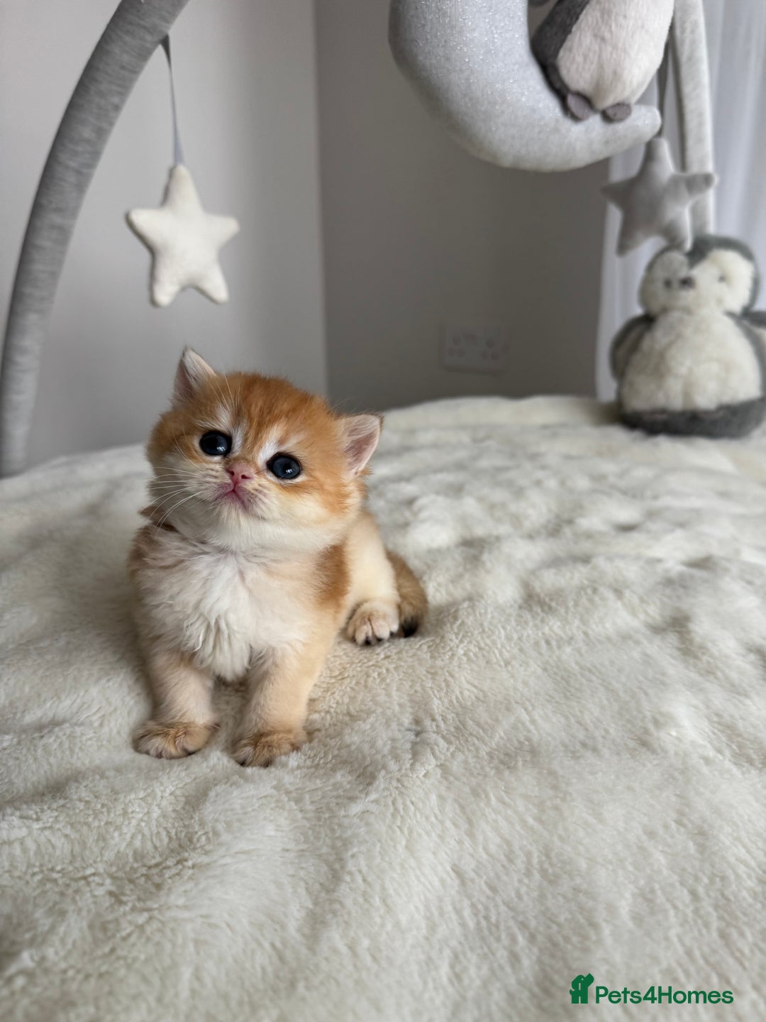 Brazilian Shorthair cats for sale: Golden British Shorthair kittens - Image 32