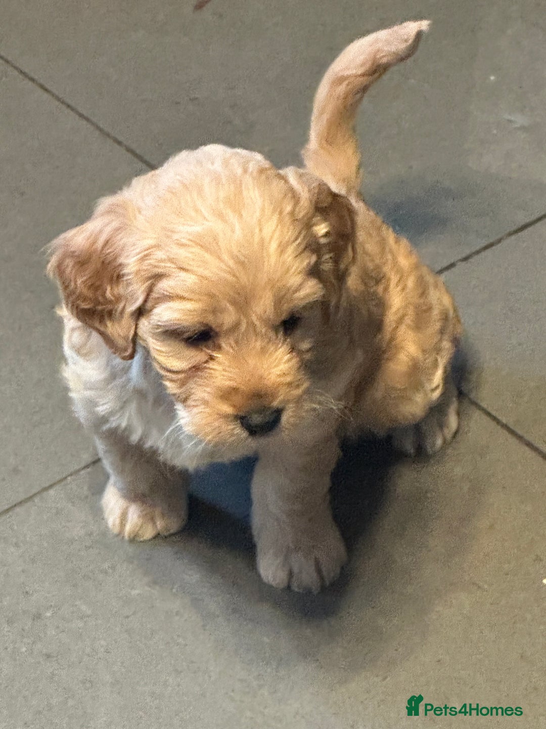 Cockapoo dogs for sale: F1 cockerpoo puppies  - Advert 22