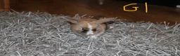 Mini Lop rabbits for sale: 5 Mini Lop x Mini Plush babies  - Advert 15