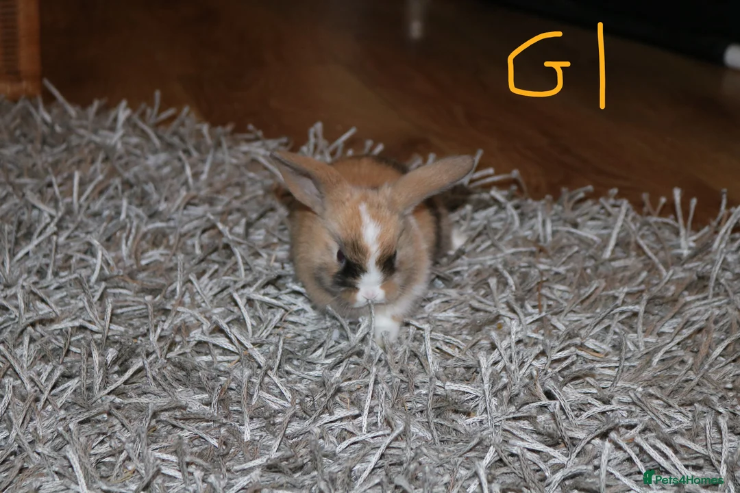 Mini Lop rabbits for sale: 5 Mini Lop x Mini Plush babies  - Advert 15