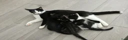 Mixed Breed cats for sale: Black male kitten - Advert 1