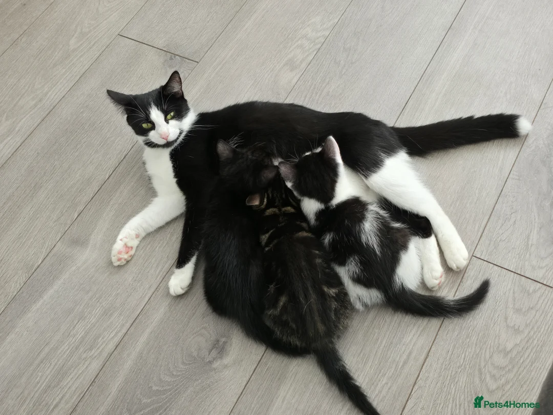 Mixed Breed cats for sale: Black male kitten - Advert 1