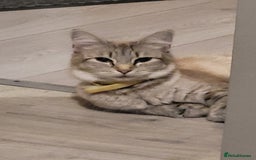 Mixed Breed cats for sale: Adorable kitten's  - Image 12