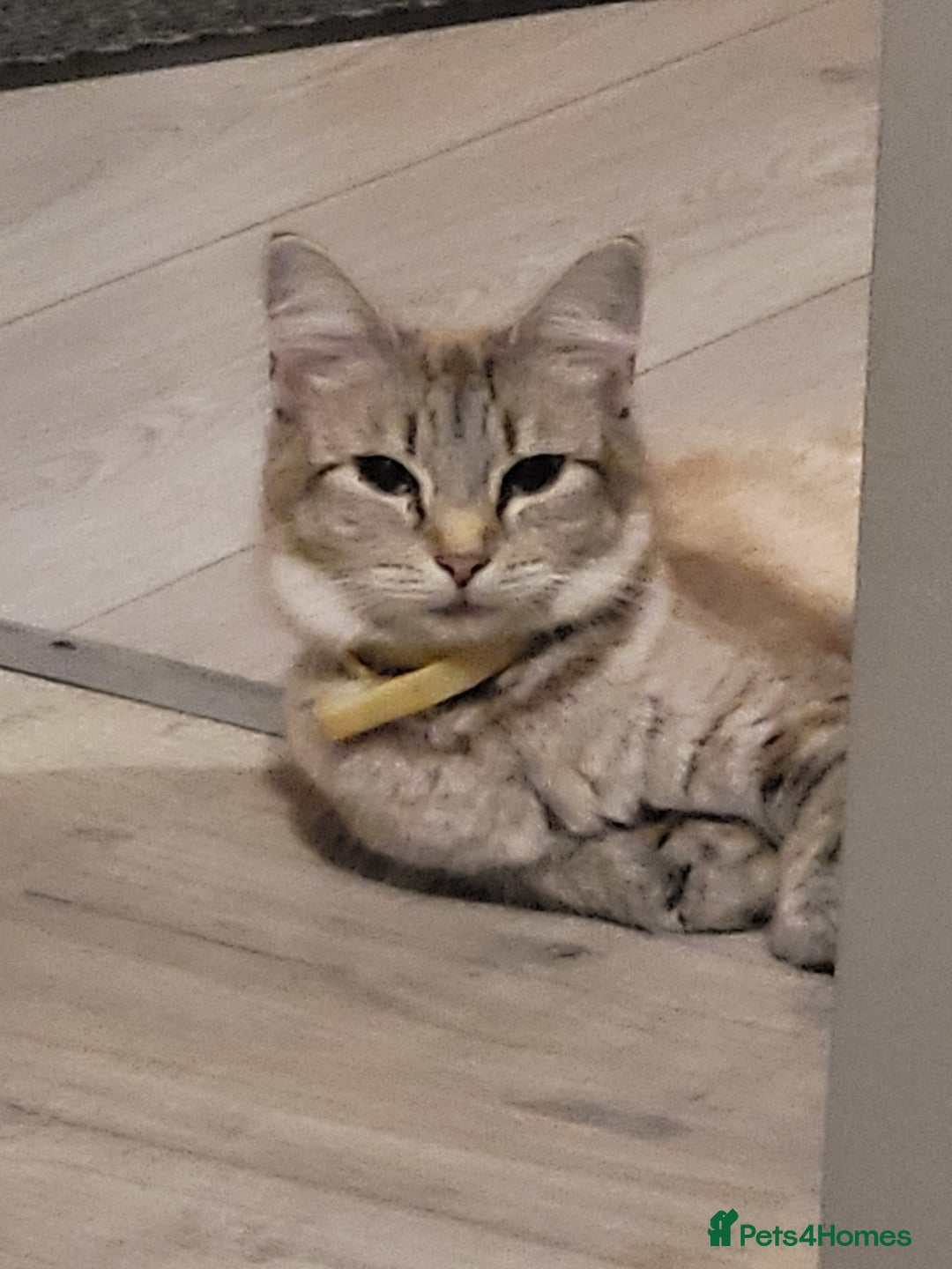 Mixed Breed cats for sale: Adorable kitten's  - Image 12