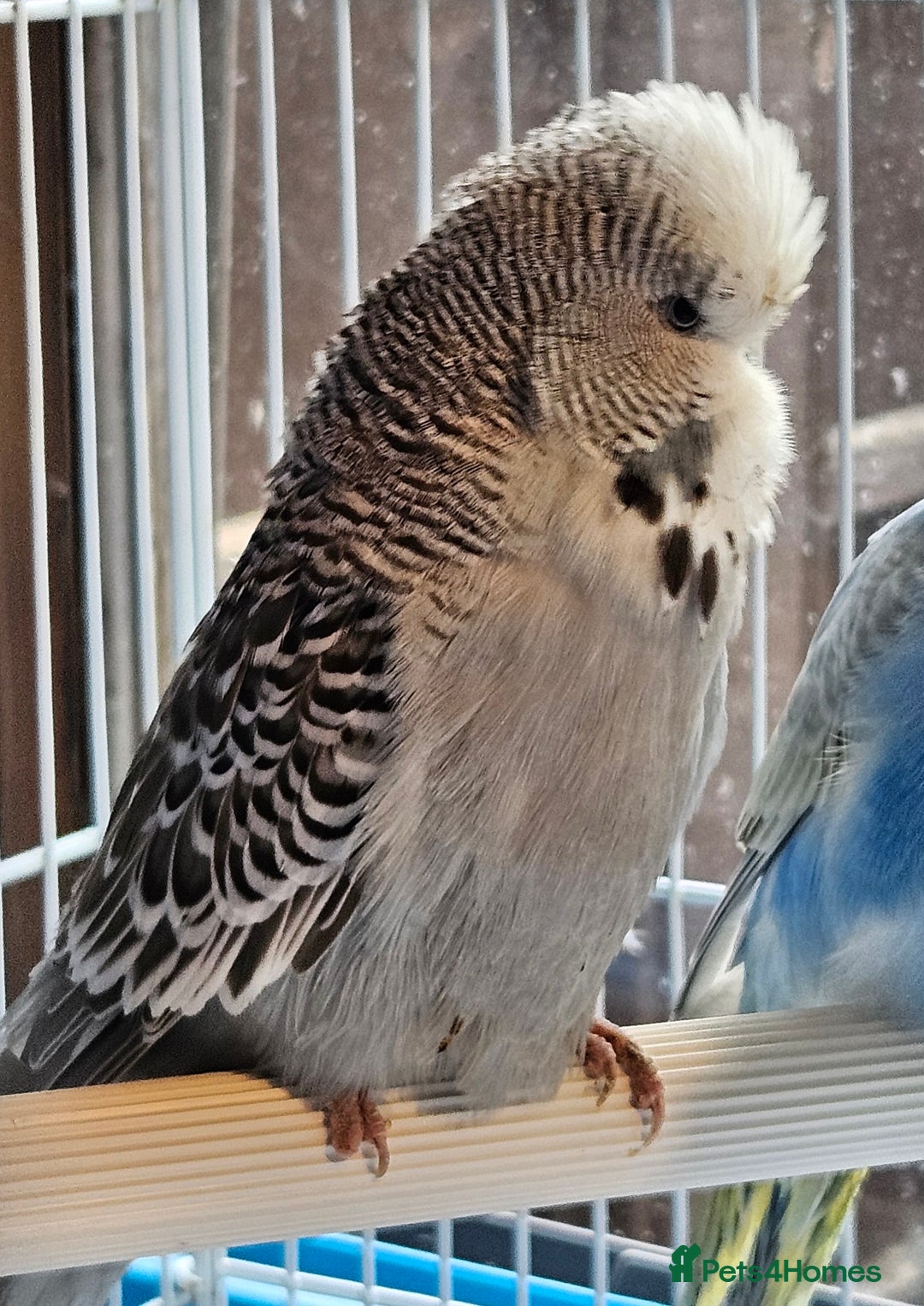 Budgerigars birds for sale: Young Budgies For Sale - Advert 9