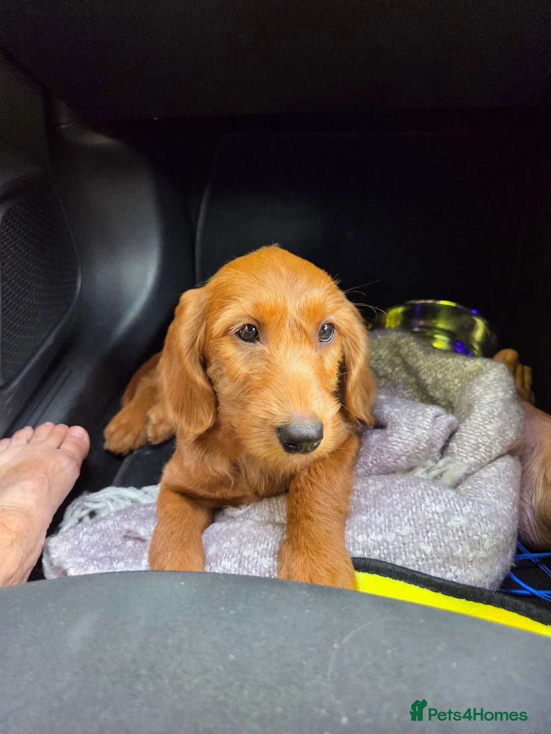 Labradoodle dogs for sale: Bonnie in Melton Mowbray - Advert 1