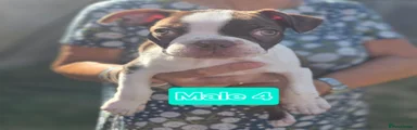 Boston Terrier 4