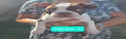 Boston Terrier dogs for sale: Beautiful Bostons 🌸 - Advert 23