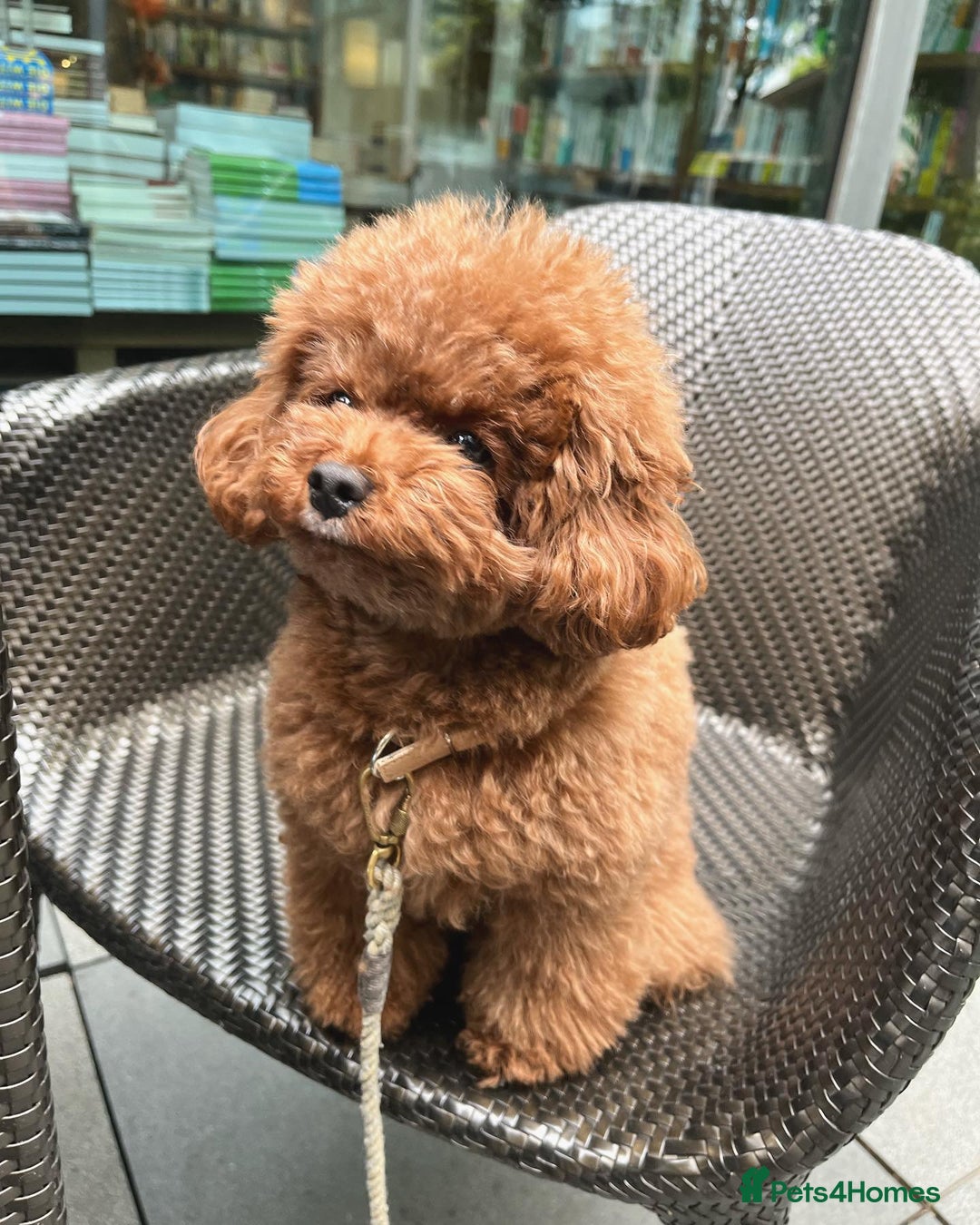 Toy Poodle dogs for sale: Toy Poodle Puppy for Rehome - Image 2