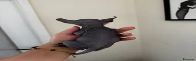 Sphynx 4