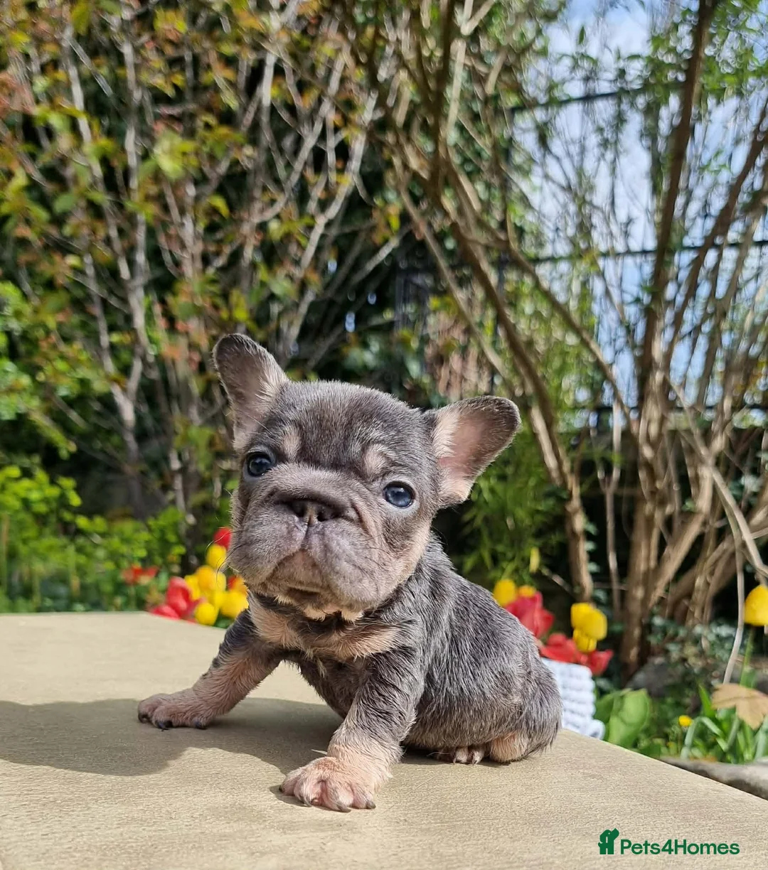 French Bulldog dogs for sale: Beautiful French bulldogs in Barnsley - Advert 2