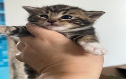 Mixed Breed cats for sale: Kittens - Image 2