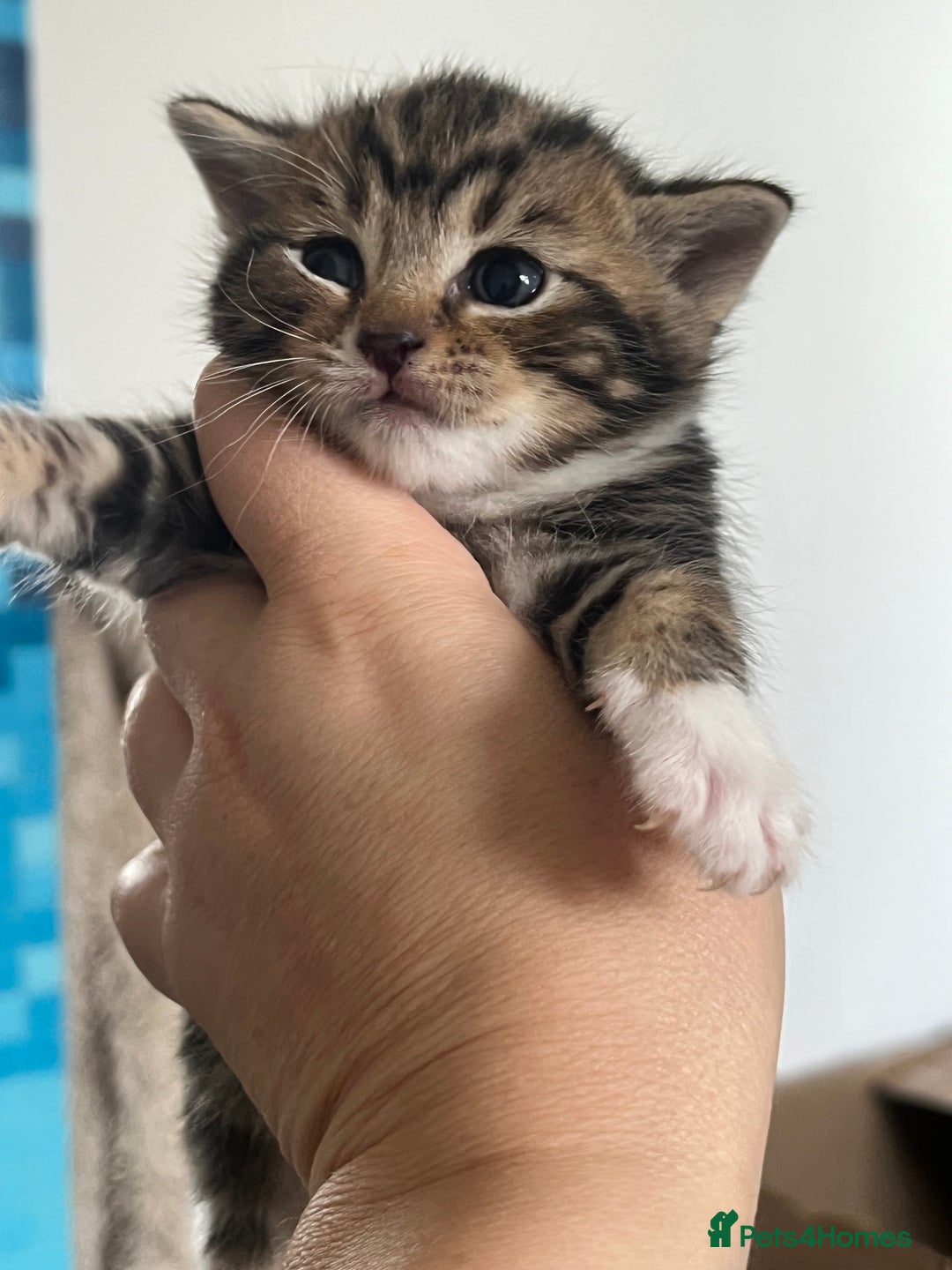 Mixed Breed cats for sale: Kittens - Image 2